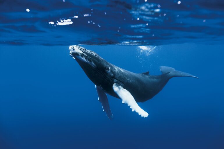 Baleine-a-bosse-©-Roberto-Rinaldi-1-scaled